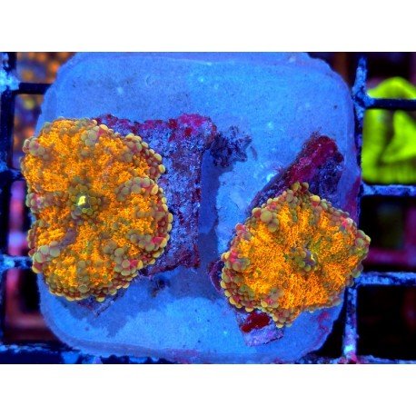 RICORDEA YUMA ORANGE JUICE  2 HEADS