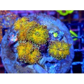 RICORDEA YUMA RAINBOW COLONY XL 