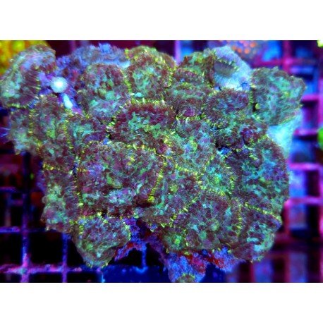 RHODACTHIS ULTRA COLONY XXL 