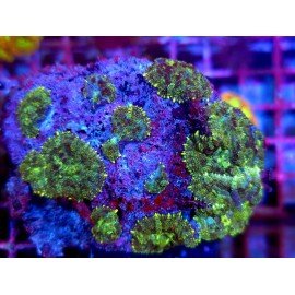 RHODACTHIS ULTRA COLONY XL 