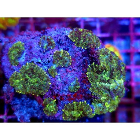 RHODACTHIS ULTRA COLONY XL 