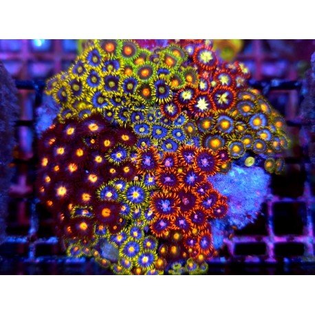 ZOANTHUS COLONY XL ULTRA COLORS