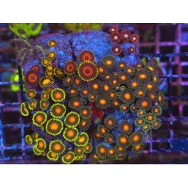 ZOANTHUS COLONY XL ULTRA COLORS