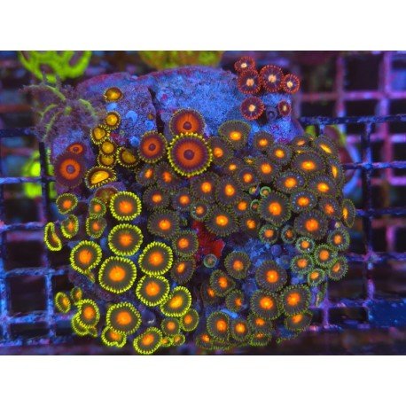 ZOANTHUS COLONY XL ULTRA COLORS