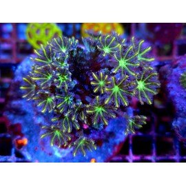 CLAVULARIA PAPAYA ULTRA GRADE