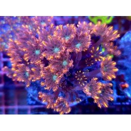 CLAVULARIA PAPAYA RAINBOW GRADE