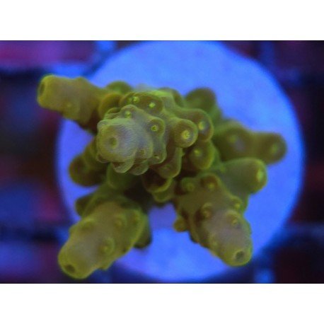 AKIL´S GOLDEN JAWDROPPER