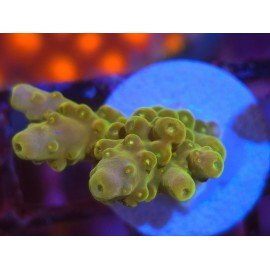 AKIL´S GOLDEN JAWDROPPER