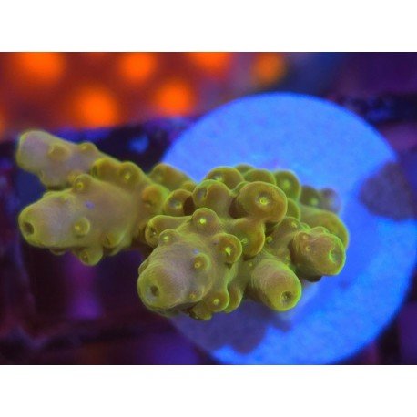 AKIL´S GOLDEN JAWDROPPER