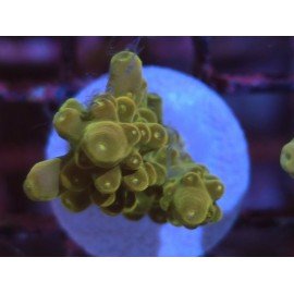 AKIL´S GOLDEN JAWDROPPER