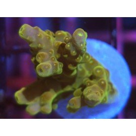 AKIL´S GOLDEN JAWDROPPER