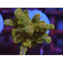 AKIL´S GOLDEN JAWDROPPER