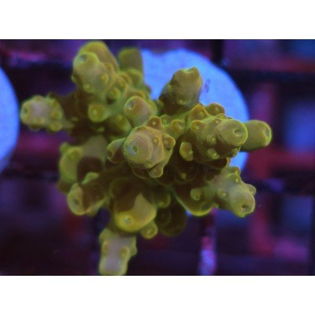 AKIL´S GOLDEN JAWDROPPER