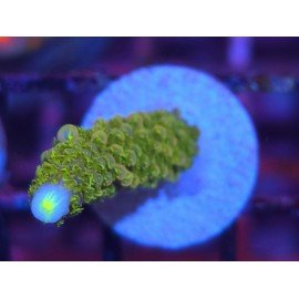 SAILOR MOON NEW ACRO 