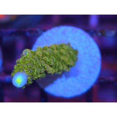 SAILOR MOON NEW ACRO 