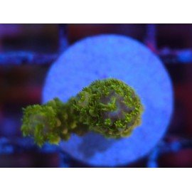 SAILOR MOON NEW ACRO 