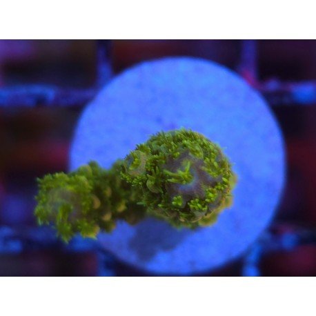 SAILOR MOON NEW ACRO 