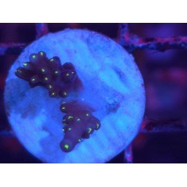 INTERGALACTIC DEP WATER ACRO