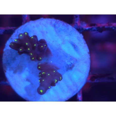 INTERGALACTIC DEP WATER ACRO