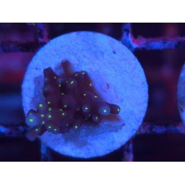 INTERGALACTIC DEP WATER ACRO