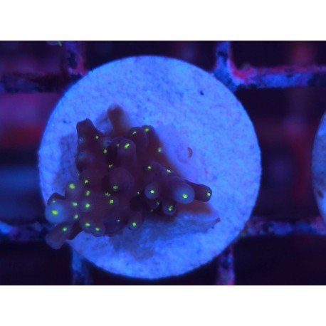 INTERGALACTIC DEP WATER ACRO