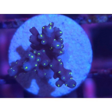 INTERGALACTIC DEP WATER ACRO