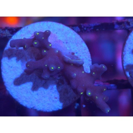 INTERGALACTIC DEP WATER ACRO