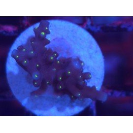 INTERGALACTIC DEP WATER ACRO