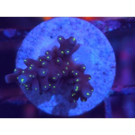 INTERGALACTIC DEP WATER ACRO