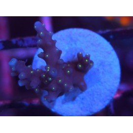 INTERGALACTIC DEP WATER ACRO