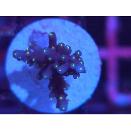 INTERGALACTIC DEP WATER ACRO