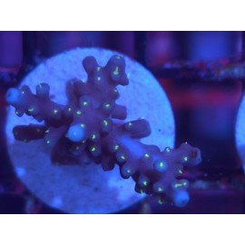 INTERGALACTIC DEP WATER ACRO