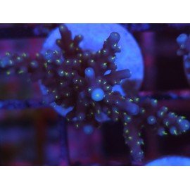 INTERGALACTIC DEP WATER ACRO