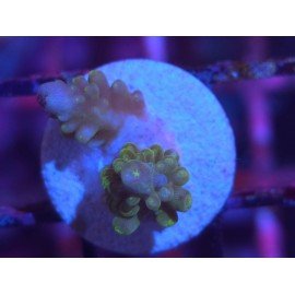 DIVARICATA SOUR PATCH