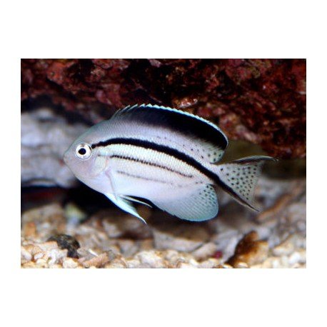 GENICANTHUS LAMARCK