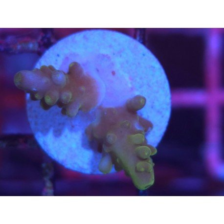 DIVARICATA SOUR PATCH