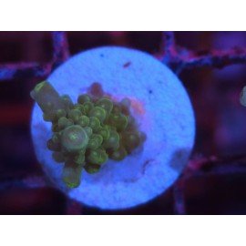 DIVARICATA SOUR PATCH