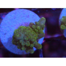 DIVARICATA SOUR PATCH