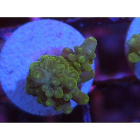 DIVARICATA SOUR PATCH