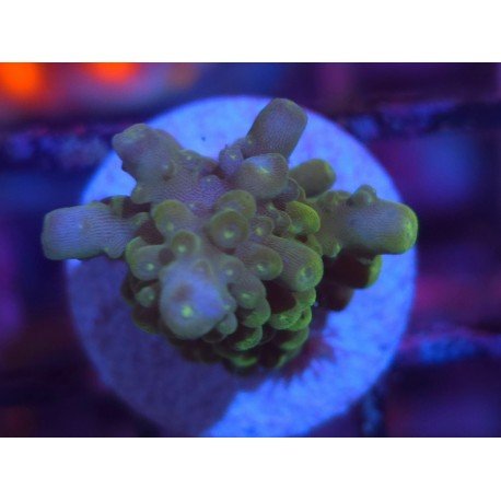 DIVARICATA SOUR PATCH