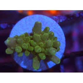 DIVARICATA SOUR PATCH