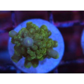 DIVARICATA SOUR PATCH