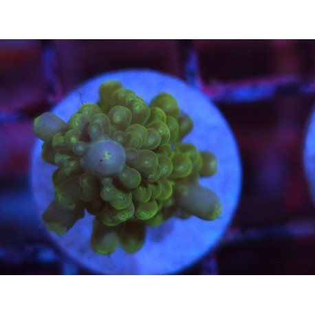 DIVARICATA SOUR PATCH