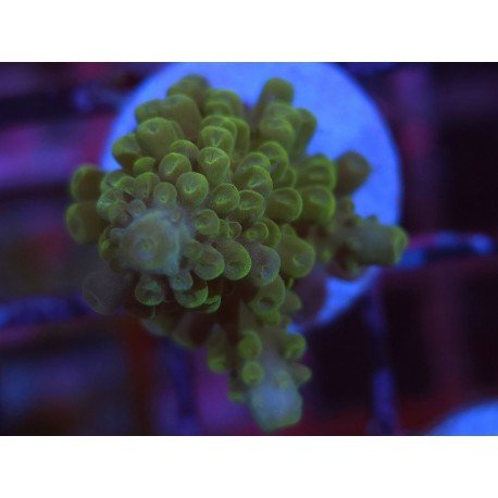 DIVARICATA SOUR PATCH