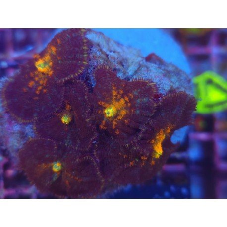 RODACTHIS VULCANO PIEZA XL 