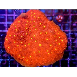 IRON MAN CHALICE XXL 