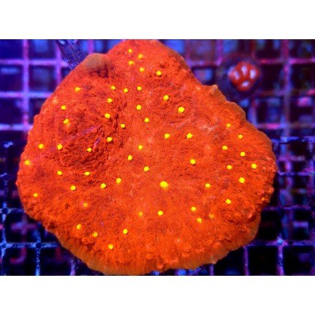 IRON MAN CHALICE XXL 