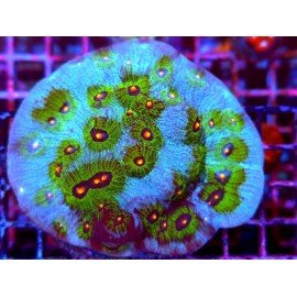 JF AVATAR CHALICE XXL 