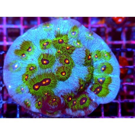 JF AVATAR CHALICE XXL 