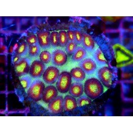 MUTANT NINJA TURTLES FAVIA MOON XL 